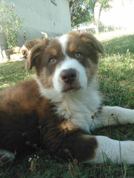 Du Pech De Bouriane - Berger Australien - Portée née le 08/04/2015